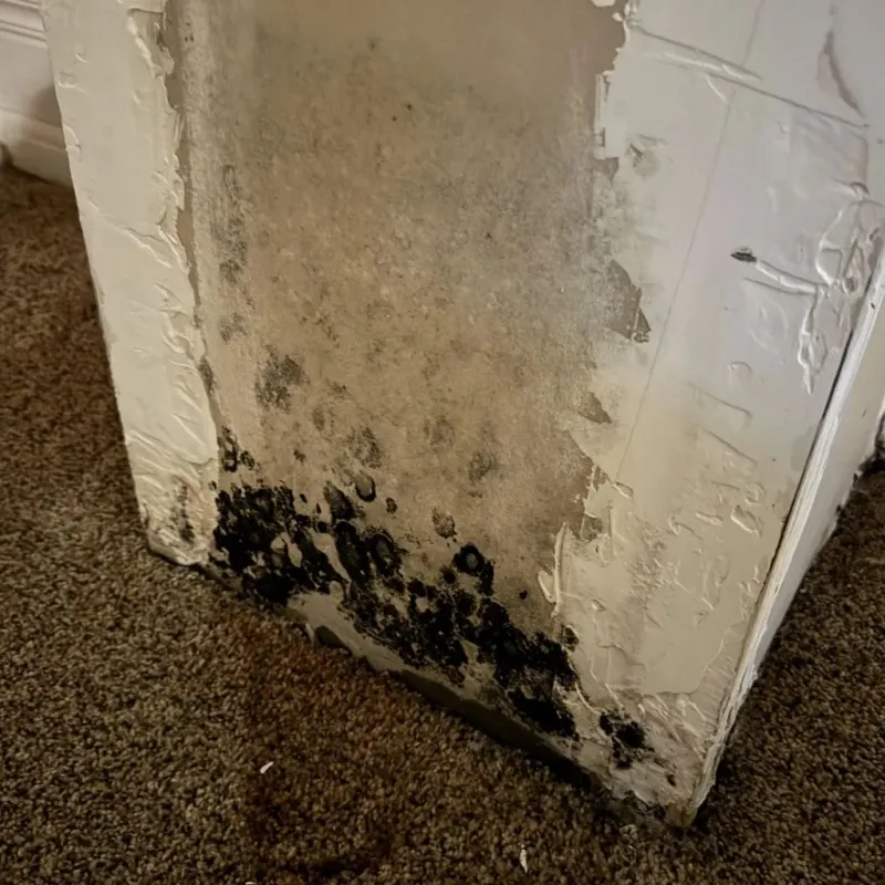 Professional Mold Removal in Ina, IL